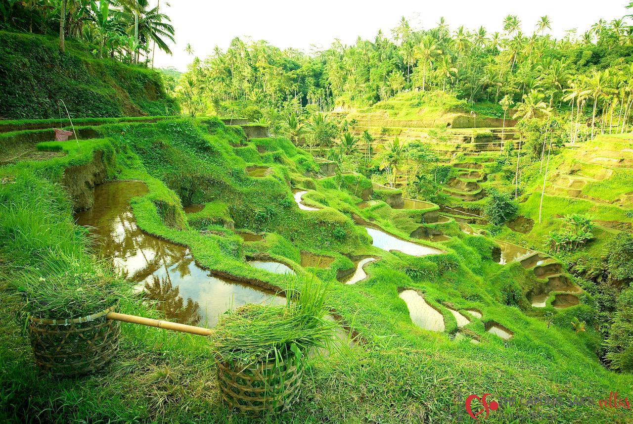 Capung Sakti Villas Ubud Eksteriør billede